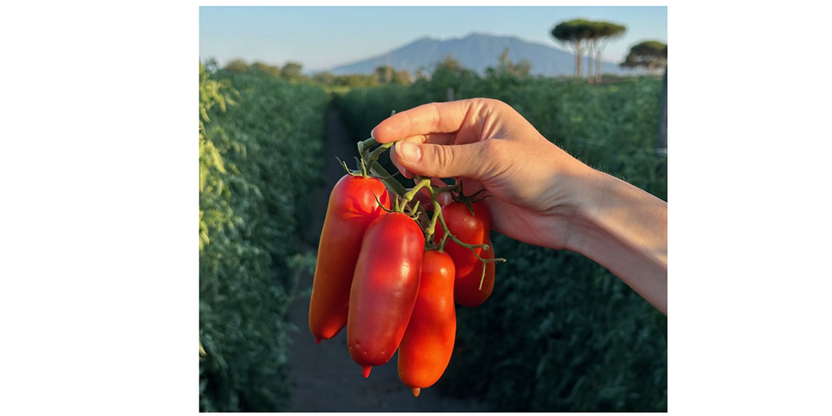 San Marzano Dop: ancora presto per parlare di rese ma qualità altissima